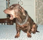 jEMINOU (ANCIEN MINOU) -