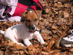 Némo-Jack Russel -