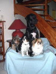 DOGUE ALLEMAND, YORKSHIRE, CAVALIER KING CHARLES, PEKINOIS -