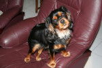 Cavalier King Charles BELLEVILLE -