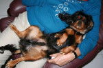 Cavalier King Charles BELLEVILLE -
