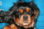 Cavalier King Charles BELLEVILLE -