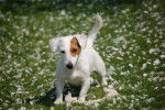 jack russel terrier / Angie -