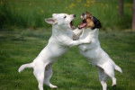 jack russel terrier /toumie et Angie -