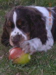 English springer (Bulle, 3 mois) - (3 mois)