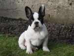 Bulldog Français \
