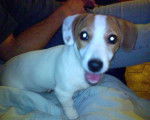 jack russel ATHENA -