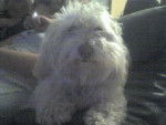 Flocon mon bichon -