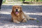 golden retreiver reglisse -