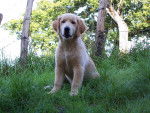 golden retreiver balzac -