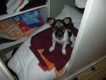 Jack russel -