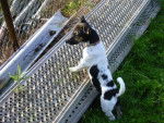 Jack russel -