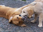 golden retreiver reglisse et balzac -