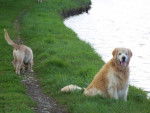 golden retreiver milton -