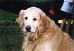 golden retreiver Horace du Mouli Joli -