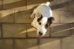 jack russel bali -