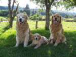 golden retreiver le trio -