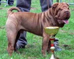 sharpei tschatch -