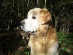 golden retreiver milton -