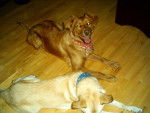 golden, labrador, samoyède, bouvier: Nicky -