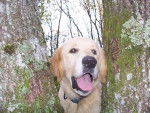 golden retreiver balzac -