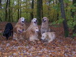 golden retreiver les copains -