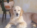 golden retreiver balzac -