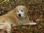 retreiver golden milton -