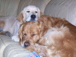 retreiver golden reglisse et balzac -