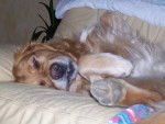 retreiver golden -