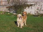 retreiver golden reglisse et balzac -