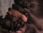 chiots Labrador+bouvier bernois -
