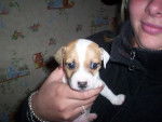 jack russel -