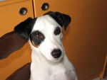 TOUNDRA JACK RUSSEL -