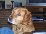 retreiver golden reglisse -