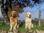retreiver golden balzac -