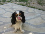cavalier king charles -