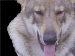 balto 1 refait.gif -