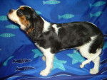 Cavalier king charles/Beethoven -