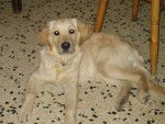 golden retreiver baya -