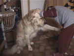golden retreiver luky -