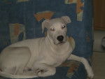 dog argentin aron -