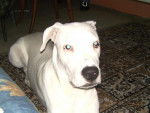 dog argentin aron -