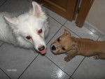 staff et spitz(attila et gispy) -