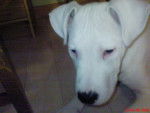 dog argentin -