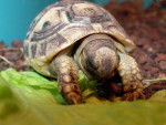 biguine tortue -