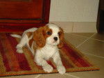 BETTY CAVALIER KING CHARLES -