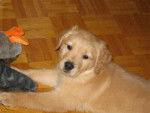golden retreiver Wilson -