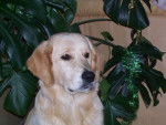 golden retreiver balzac -