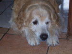 golden retreiver milton -